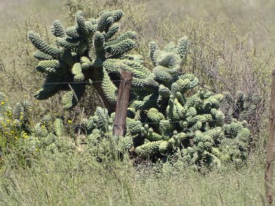 Cylindropuntia fulgida, photographed by Shaun Swanepoel
