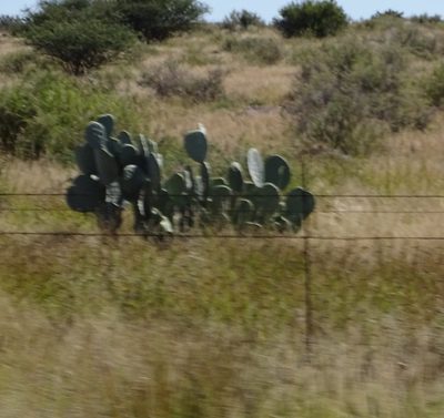 Opuntia robusta, photographed by Shaun Swanepoel