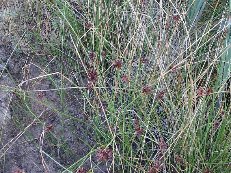 Cyperus marginatus, photographed by Shaun Swanepoel
