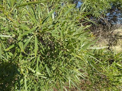Searsia lancea, photographed by Shaun Swanepoel