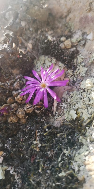 Conophytum luckhoffii, photographed by leandra-k_89