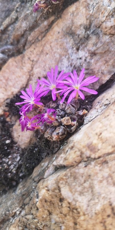 Conophytum luckhoffii, photographed by leandra-k_89