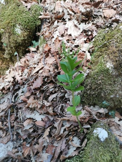 Mercurialis ovata, photographed by Ljaž