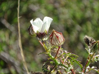 Hibiscus trionum, photographed by Shaun Swanepoel