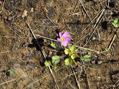 Oxalis obliquifolia, photographed by Shaun Swanepoel