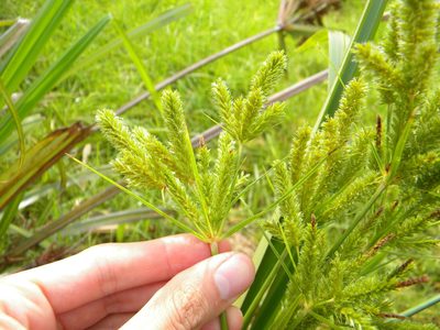 Cyperus dives, photographed by Tim Kirsten