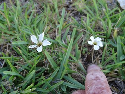 Oxalis depressa, photographed by Shaun Swanepoel