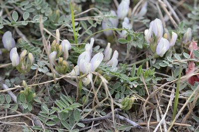 Astragalus scaberrimus, photographed by Zinogre