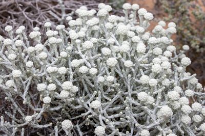 Leucophyta brownii, photographed by T. Hammer