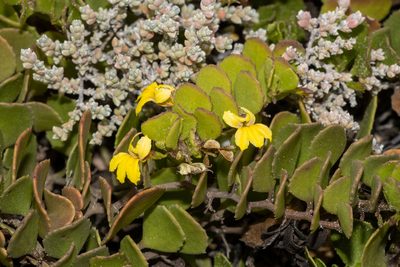 Goodenia varia, photographed by T. Hammer