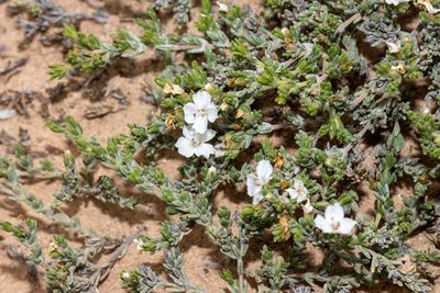 Frankenia sessilis, photographed by T. Hammer