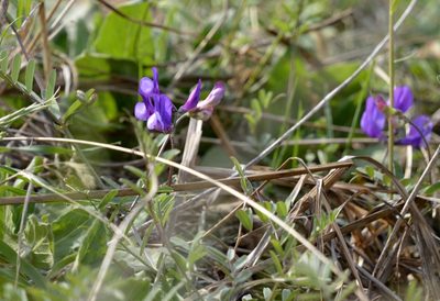 Vicia bungei, photographed by Zinogre