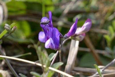 Vicia bungei, photographed by Zinogre