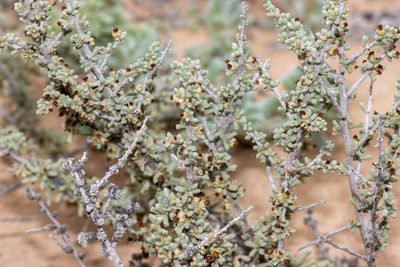 Lawrencia squamata, photographed by T. Hammer