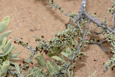 Lawrencia squamata, photographed by T. Hammer