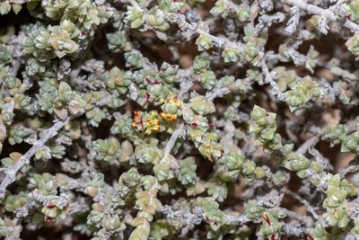 Maireana oppositifolia, photographed by T. Hammer