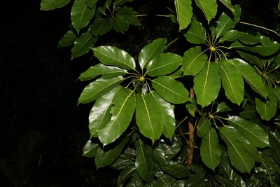 Heptapleurum actinophyllum, photographed by Greg Tasney