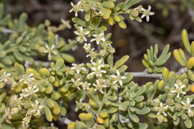 Nitraria billardierei, photographed by T. Hammer