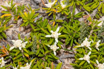 Spyridium phylicoides, photographed by T. Hammer