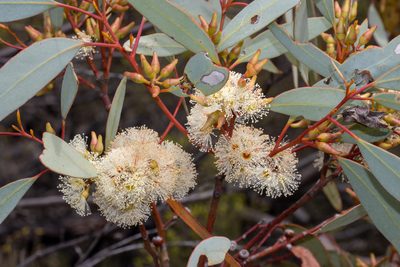 Eucalyptus yalatensis, photographed by T. Hammer