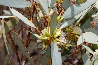 Eucalyptus yalatensis, photographed by T. Hammer