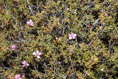 Frankenia pauciflora, photographed by T. Hammer