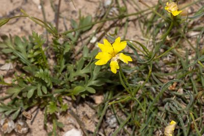 Goodenia pinnatifida, photographed by T. Hammer