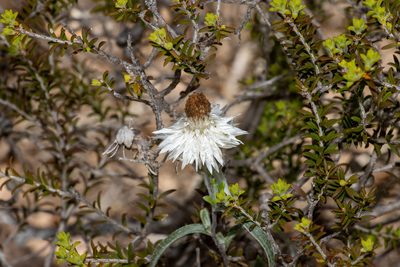 Helichrysum leucopsideum, photographed by T. Hammer