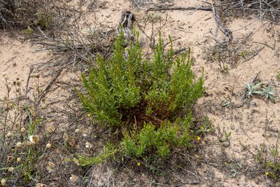 Haloragis acutangula, photographed by T. Hammer