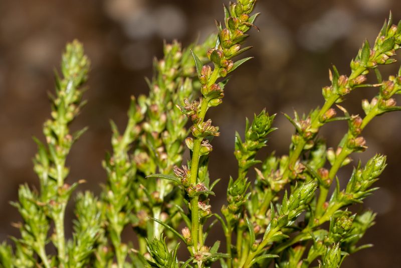 Haloragis acutangula, photographed by T. Hammer