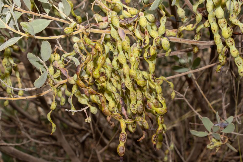 Acacia brachybotrya, photographed by T. Hammer