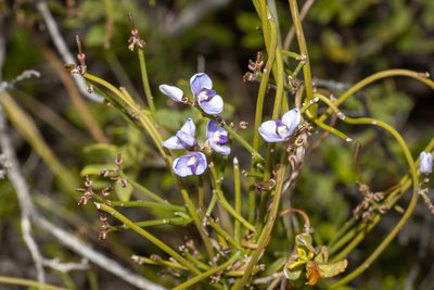 Comesperma volubile, photographed by T. Hammer