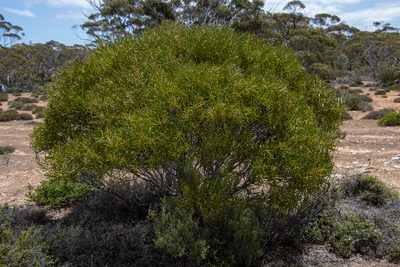 Acacia hakeoides, photographed by T. Hammer