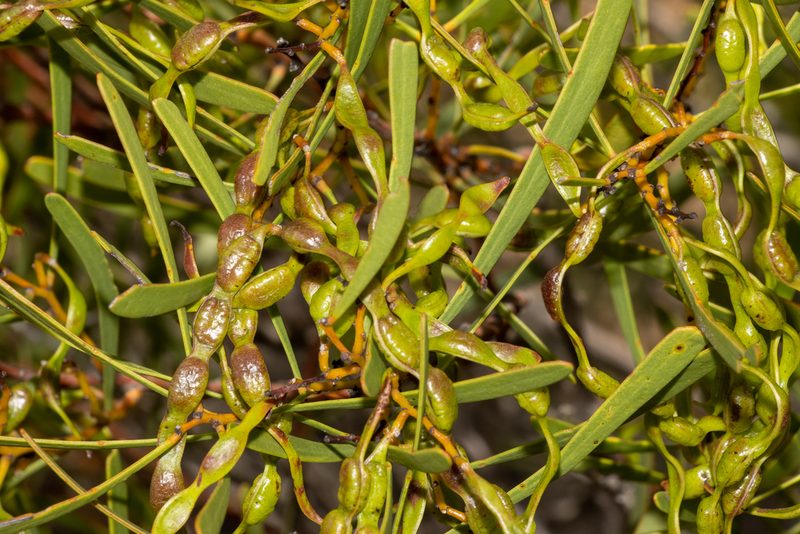 Acacia hakeoides, photographed by T. Hammer
