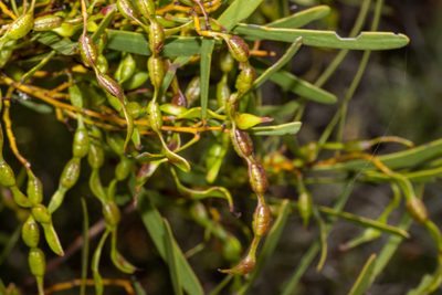Acacia hakeoides, photographed by T. Hammer