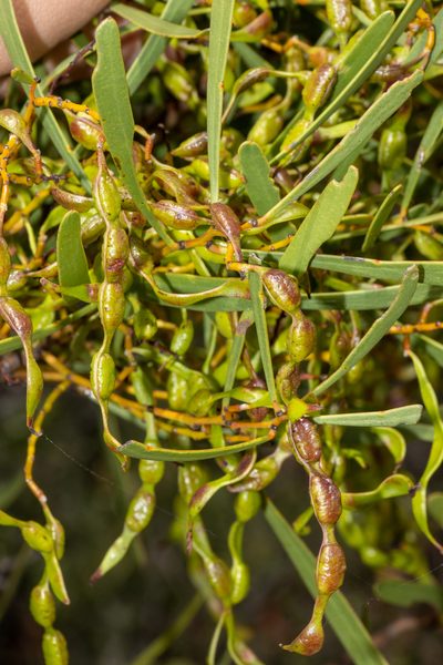 Acacia hakeoides, photographed by T. Hammer