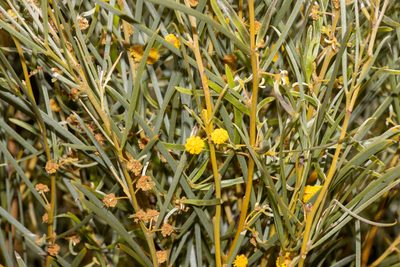 Acacia papyrocarpa, photographed by T. Hammer