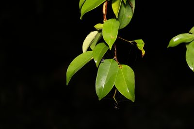 Ficus benjamina, photographed by Greg Tasney