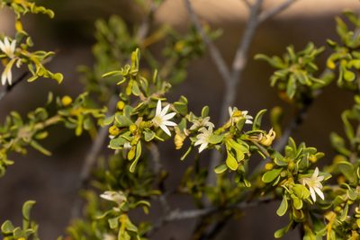 Scaevola bursariifolia, photographed by T. Hammer