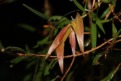 Melaleuca lophantha, photographed by Greg Tasney