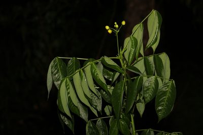 Senna septemtrionalis, photographed by Greg Tasney