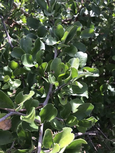 Gymnosporia pubescens, photographed by rosshawkins