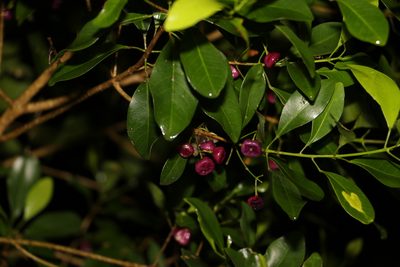 Acronychia laevis, photographed by Greg Tasney