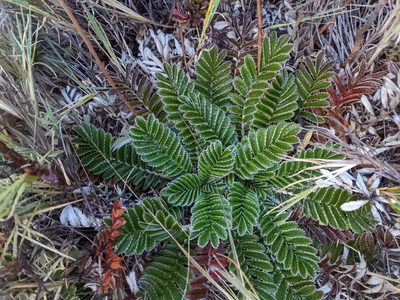 Acaena cylindristachya, photographed by Trevor Van Loon