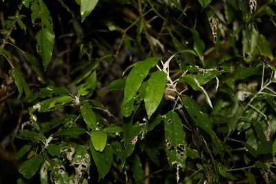 Astrotricha latifolia, photographed by Greg Tasney
