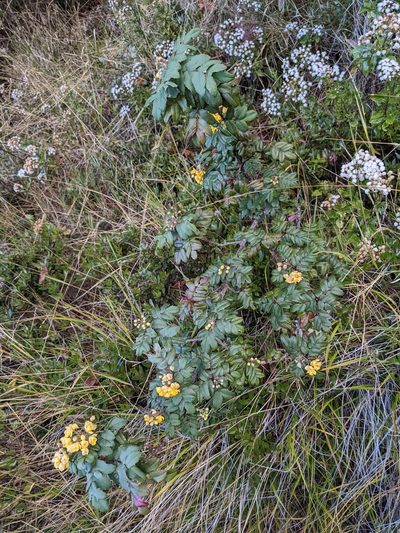 Berberis volcania, photographed by Trevor Van Loon