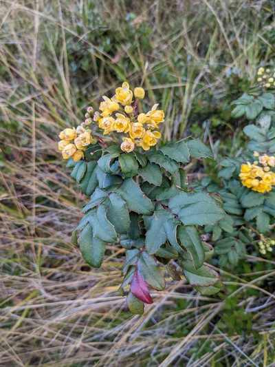 Berberis volcania, photographed by Trevor Van Loon