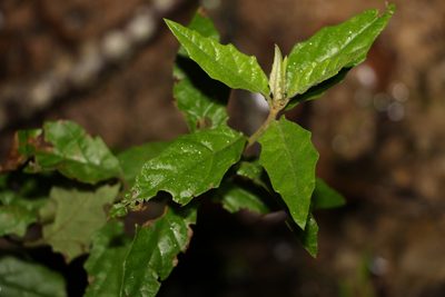 Olearia nernstii, photographed by Greg Tasney