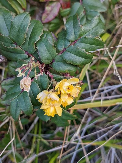 Berberis volcania, photographed by Trevor Van Loon