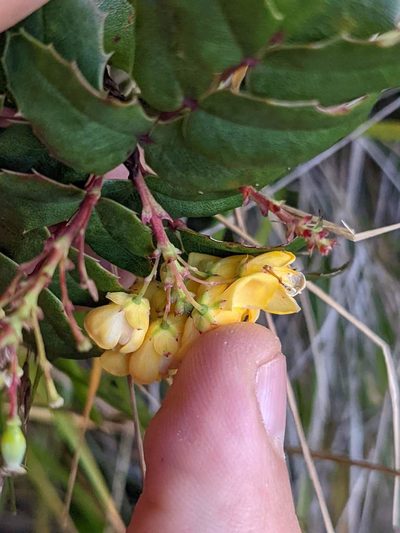 Berberis volcania, photographed by Trevor Van Loon